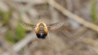 Bombylius discolor