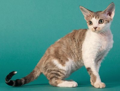 Devon rex