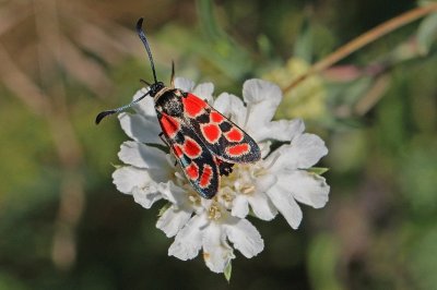 Zygaena carniolica