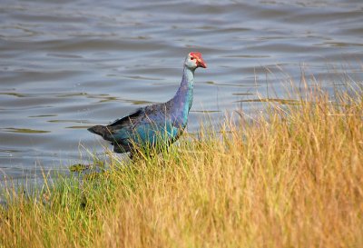 Pollo sultano viola