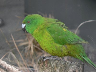 Parrocchetto degli antipodi