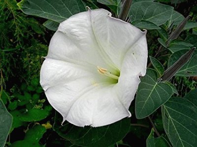 Datura