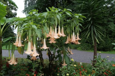 Datura