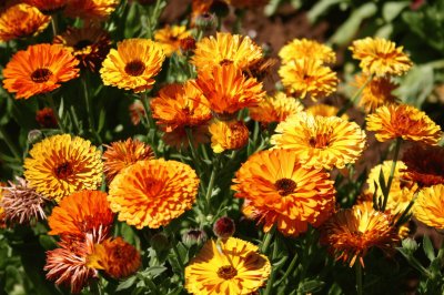 Calendula