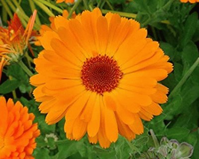 Calendula