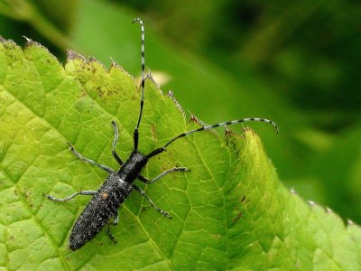 Agapanthia maculicornis