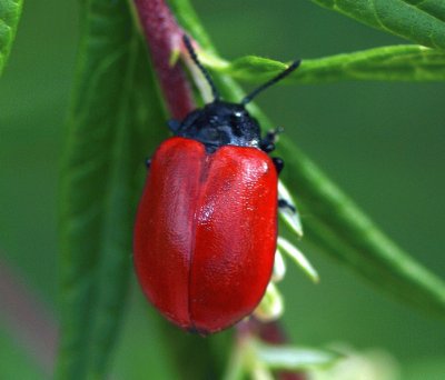 Chrysolina lutea