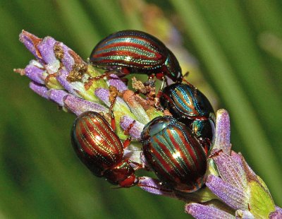 Chrysolina americana