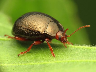 Chrysolina bamkii