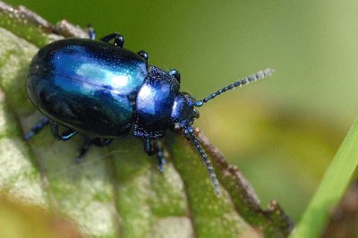 Chrysolina coerulans