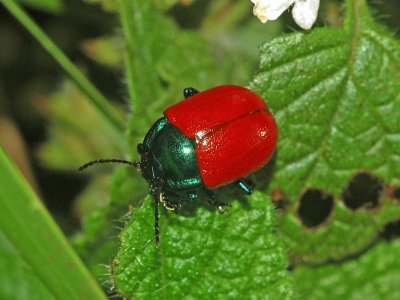 Chrysolina grossa