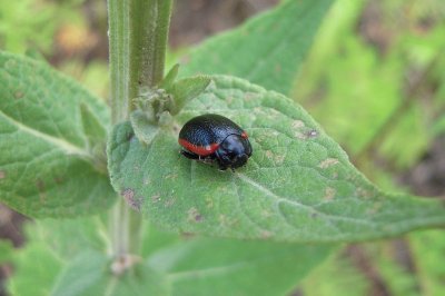 Chrysolina rossia