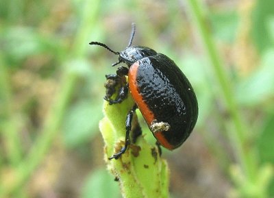 Chrysolina sanguinolenta