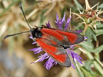 Zygaena erythrus