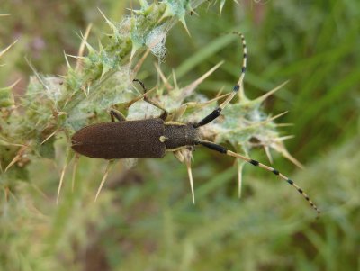 Agapanthia annuralis