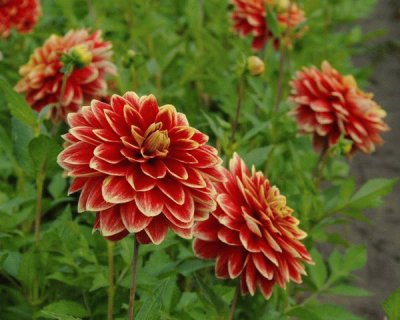 Dahlias