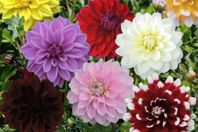 Dahlias