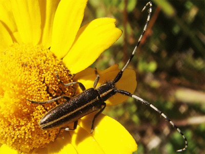 Agapanthia suturalis