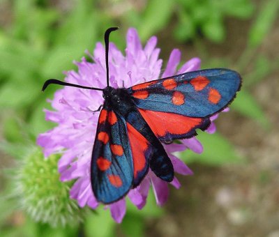 Zygaena transalpina