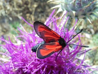 zygaena purpuralis