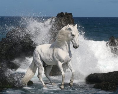 CABALLO MUSTANG