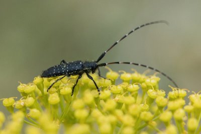 Agapanthia irrorata