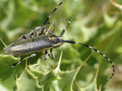 Agapantyia cinarae