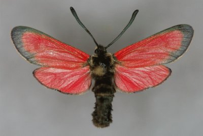 Zygaena rubicundus