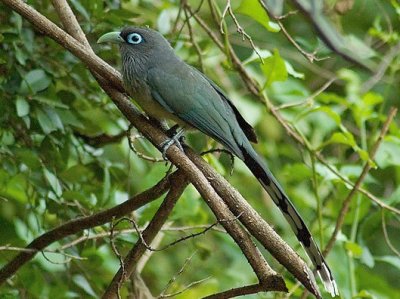 Malkoha blue faled