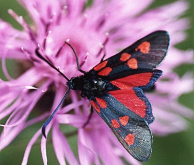 Zygaena trifolii