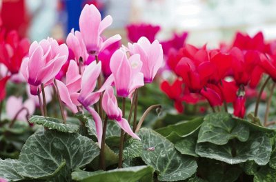 Cyclamen