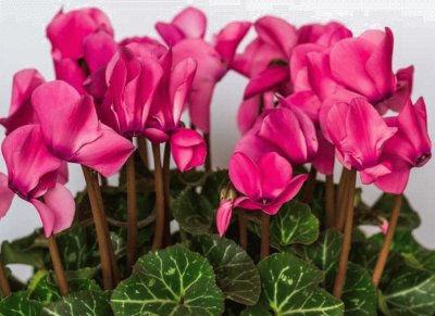 Cyclamen