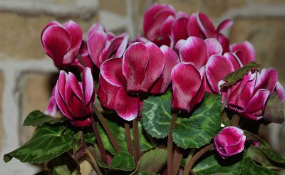 Cyclamen