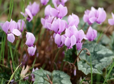 Cyclamen