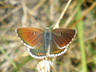 Aricia morronensis