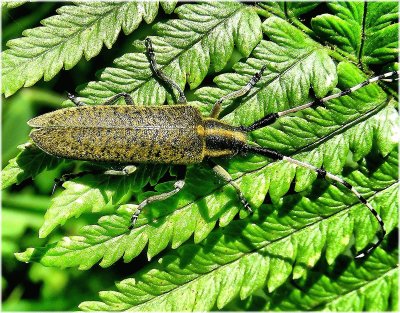 Agapanthia asphodeli