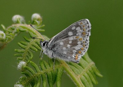 Aricia artaxerxes