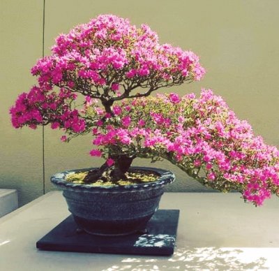 Bonsai