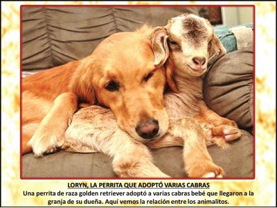 LORYN, LA PERRITA QUE ADOPTÃ“ VARIAS CABRAS