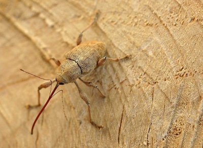 Curculio elephas