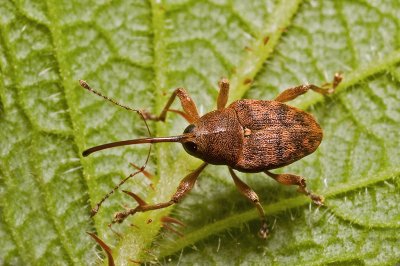 Curculio glaundium