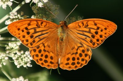 Argynnis paphia