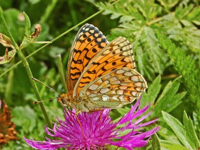 Argynnis niobe