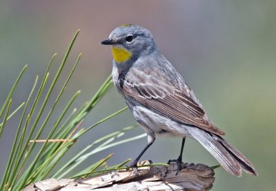 Dendroica coronata auduboni