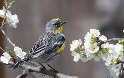 Yellow rumped warbler