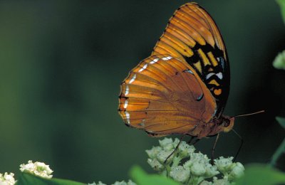 Argynnis diana