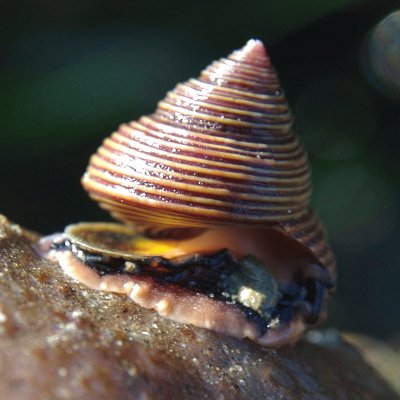 Calliostoma ligatum