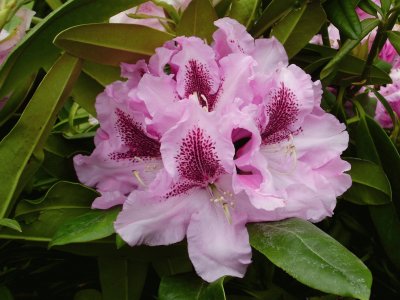 Rhododendron