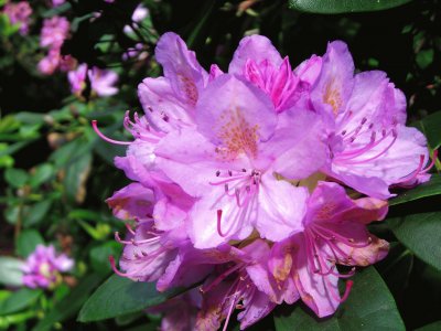 Rhododendron