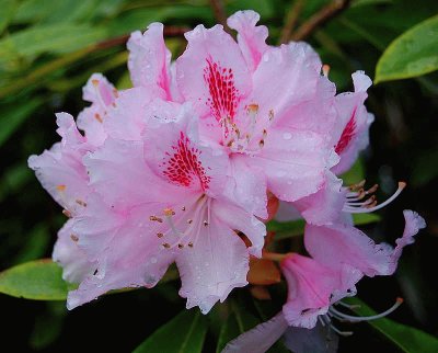 Rhododendron